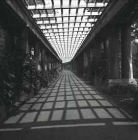Pergola we Wrocławiu