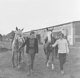 wyprowadzanie koni