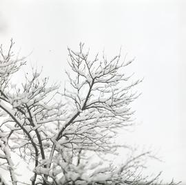 Drzewo pokryte śniegiem