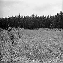 Pielgrzymka wrocławska na Jasną Górę
