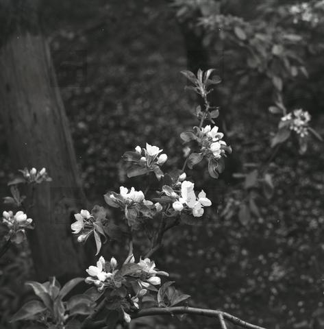 Original Obiekt cyfrowy not accessible
